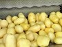 Щеточная очистительная машина для овощей